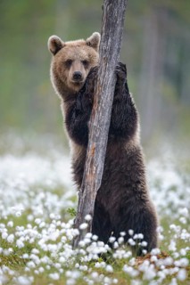 Brown bear (Ursus arctos ) stands on a tree in a bog with fruiting cotton grass on the edge in a boreal coniferous forest