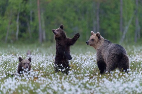 Female (Ursus arctos) with her offspring in a bog with fruiting cotton grass at the edge in a boreal coniferous forest