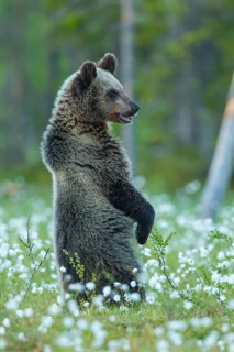 Brown bear (Ursus arctos ) standing upright in a bog with fruiting cotton grass