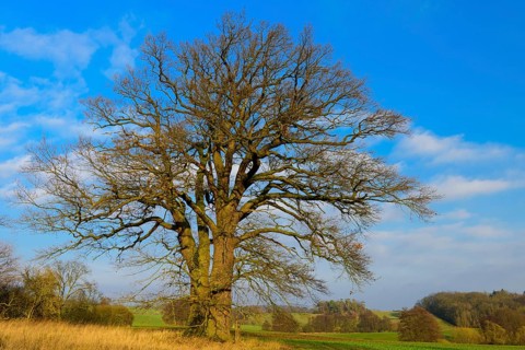 Old Oak (Quercus) near Schlitz Castle