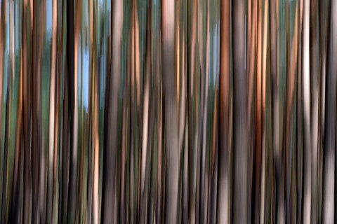 Pine forest