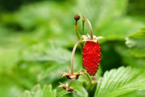 01_ (Fragaria vesca)