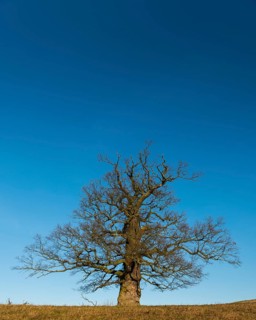 01_ (Quercus) on the Roethelberg