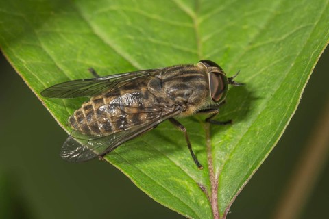 Common gadfly (Tabanus bromius) basking on a leaf