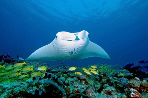 Pelagic manta ray (Manta birostris) and coral fish over coral reef