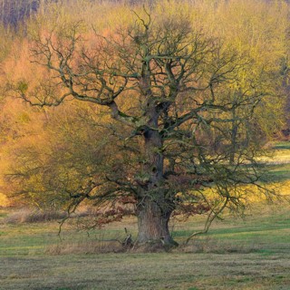 Old Oak (Quercus) near Schlitz Castle