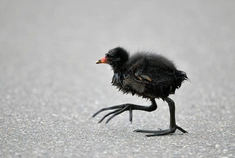 Common moorhen (Gallinula chloropus)