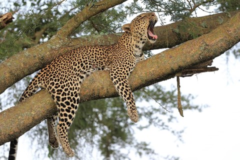 Leopard (Panthera pardus)