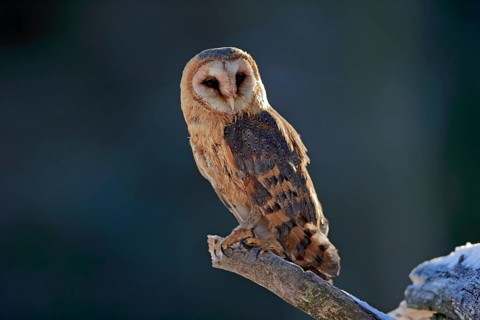 Common barn owl (Tyto alba)