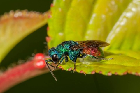 01_ (Chrysis trimaculata) on one sheet
