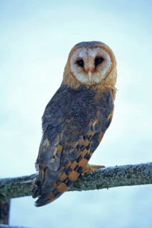 Common barn owl (Tyto alba)
