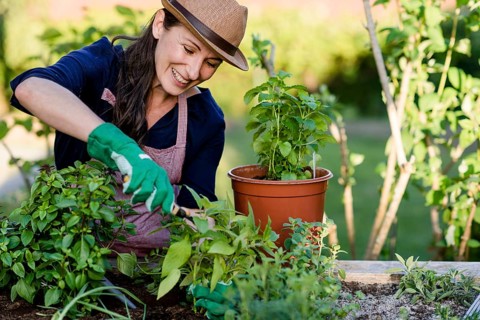 Woman doing gardening on a raised bed