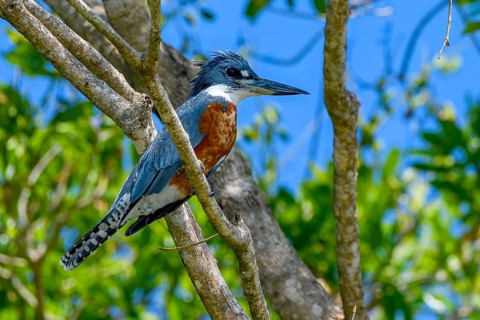 Ringed kingfisher (Megaceryle torquata)