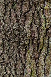 Structure of the bark of an oak (Quercus)