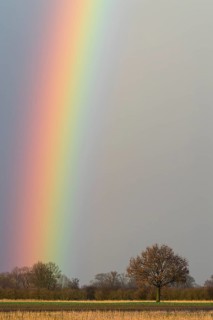 Oak (Quercus) with rainbow