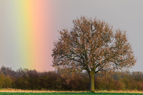 Oak (Quercus) with rainbow