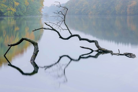 Supported tree in a lake in autumn