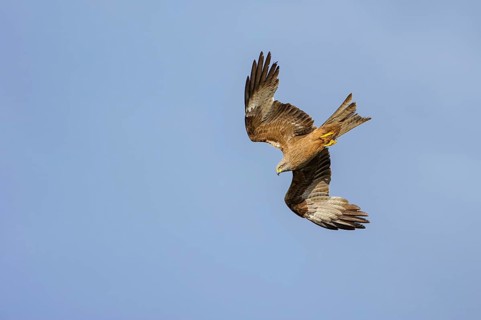 Flying (Milvus migrans) in front of a blue sky
