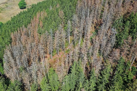 Forest dieback