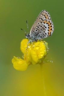 Geissklee-Blaeuling (Plebejus argus) in morning dew on (Lotus)