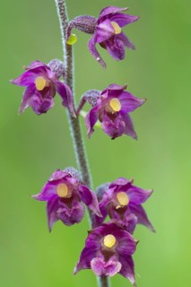 Dark red helleborine (Epipactis atrorubens )