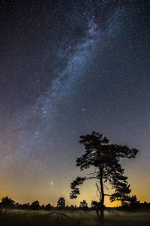 Starry sky with milky way over (Pinus) the Venner Moor