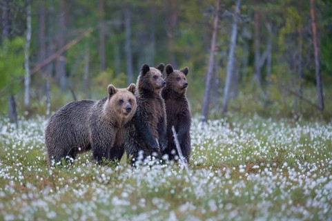 Female (Ursus arctos) with her offspring