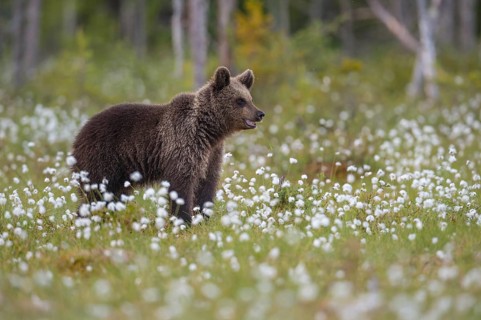 Brown bear (Ursus arctos) in a bog