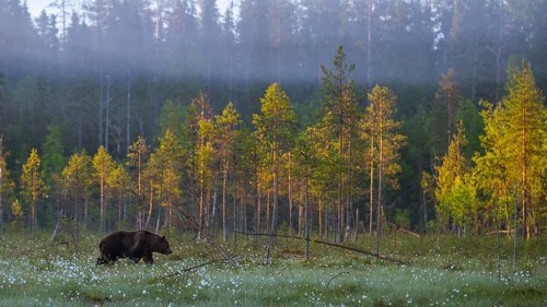 Brown bear (Ursus arctos) in a bog