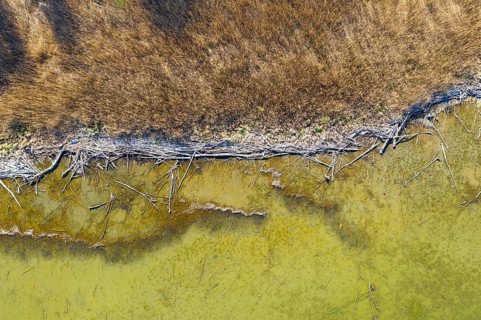 Reed belt and alluvial wood at Lake Ammer near Aidenried