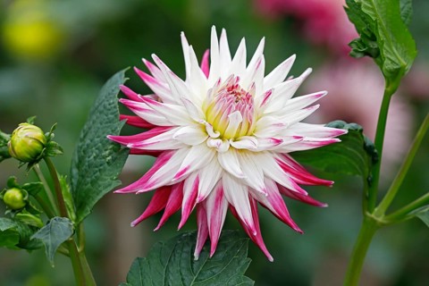 Semi-cactus Dahlia cultivar sorbet (Dahlia cultivar sorbet)