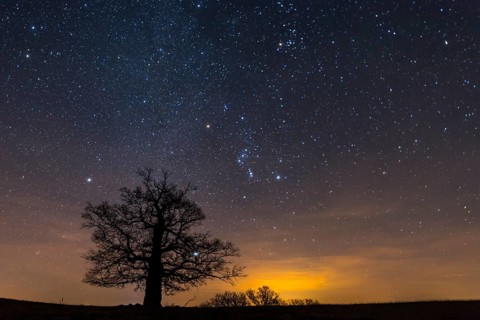 Oak (Quercus) on the Roethelberg in front of a starry sky at night
