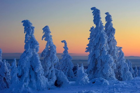 Snowy Spruces (Picea) on the winterly snowy chunk at sunset