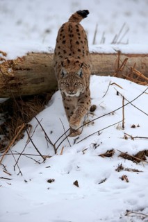 Carpathian Lynx (Lynx lynx carpathicus)