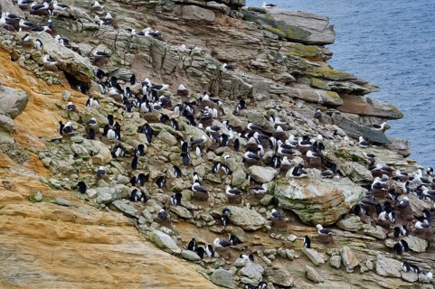 Southern Rockhopper Penguins (Eudyptes chrysocome)