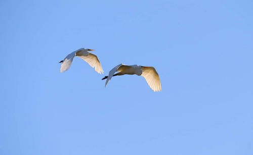 Great egret (Ardea alba )
