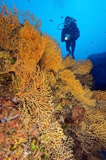 Diver and yellow Mediterranean gorgonian (Eunicella cavolinii)
