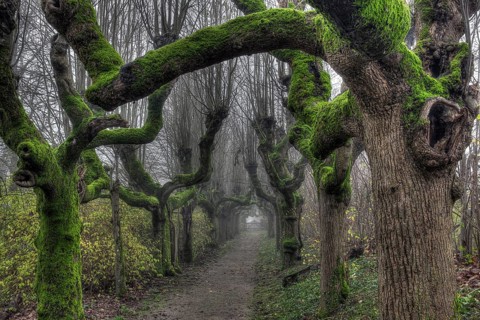 Alley of gnarled and mossy trees