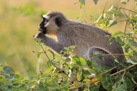 Vervet Monkey (Chlorocebus pygerythrus)