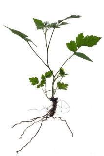 Flowering (Rubus caesius) on white background