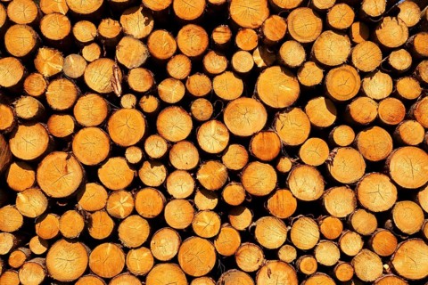 Stack of sawn logs