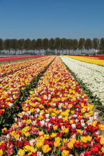 Tulip fields in spring