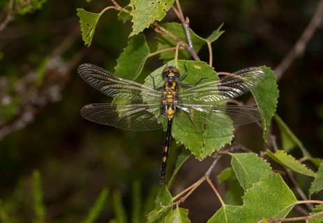 Female White-faced darter (Leucorrhinia dubia)