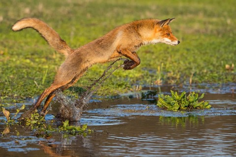 Red fox (Vulpes vulpes ) jumps over a water body