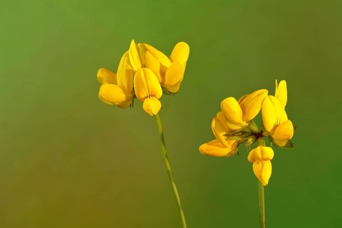 Horntail (Lotus corniculatus)