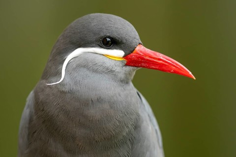 Inca tern (Larosterna Inca)
