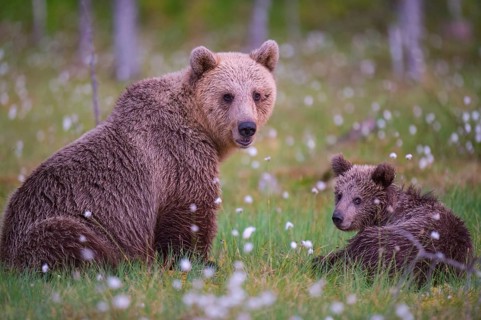 Female (Ursus arctos) with her offspring in a bog with fertile cotton grass