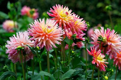 Deer antlers Dahlie variety Nenekazi (Dahlia cultivar Nenekazi)