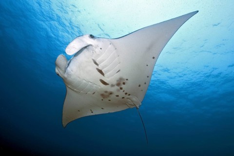 Pelagic manta ray (Manta birostris)