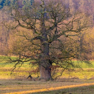 Old Oak (Quercus) near Schlitz Castle
